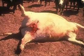 ANTHRAX ALERT: WHAT EVERY RUMINANT FARMER NEEDS TO KNOW